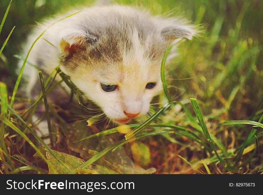 White and Gray Kitten in Grass Field during Daytime