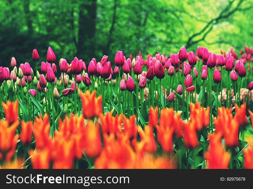 Orange and Pink Flowers during Daytime