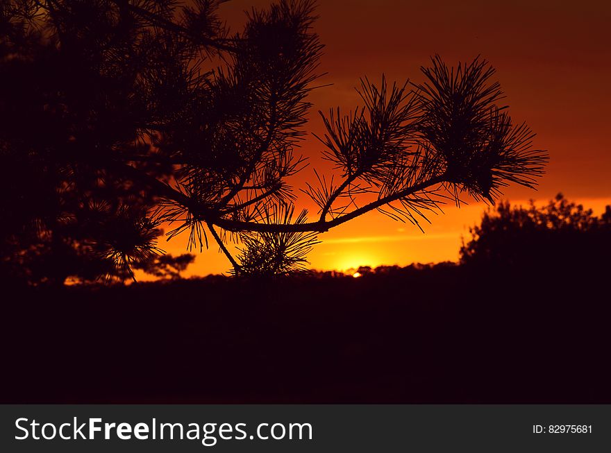 Silhouette Photography of a Tree