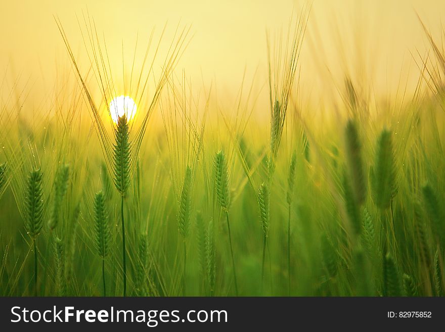Barley Grass At Sunrise