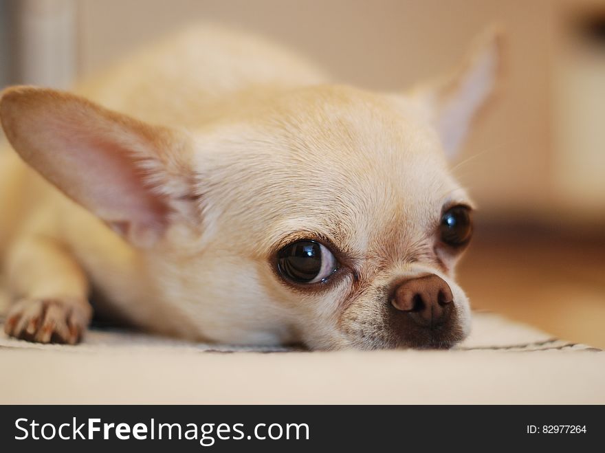 Chihuahua Lying On White Textile