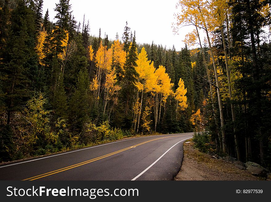 Forest And Concrete Road