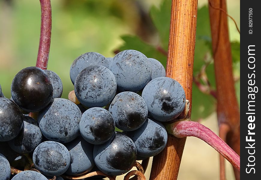 Ripe Grapes during Daytime