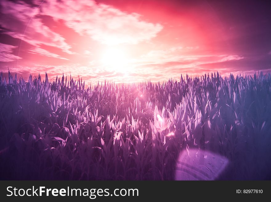 Sunset in infrared over field of grass. Sunset in infrared over field of grass.