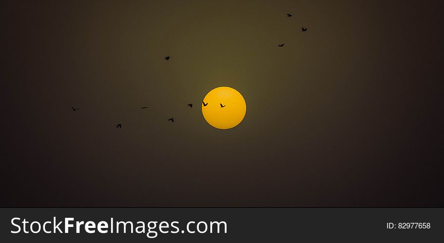 Silhouette of birds flying in front of setting sun. Silhouette of birds flying in front of setting sun.