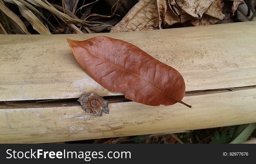 Brown Leaf on Brown Bamboo