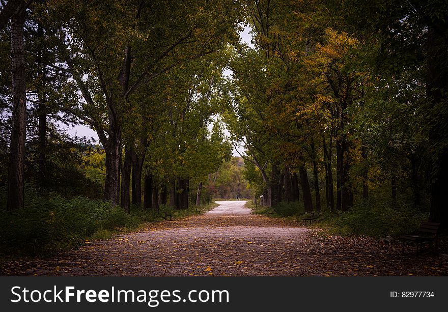 Gray Asphalt Roadway Besides Green Leaf Tree