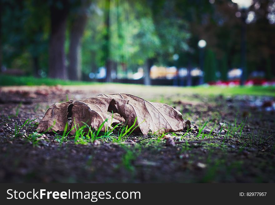 Selective Photo of Dry Leaf on Ground