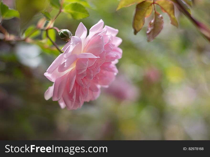 Pink Rose Bud On Bush