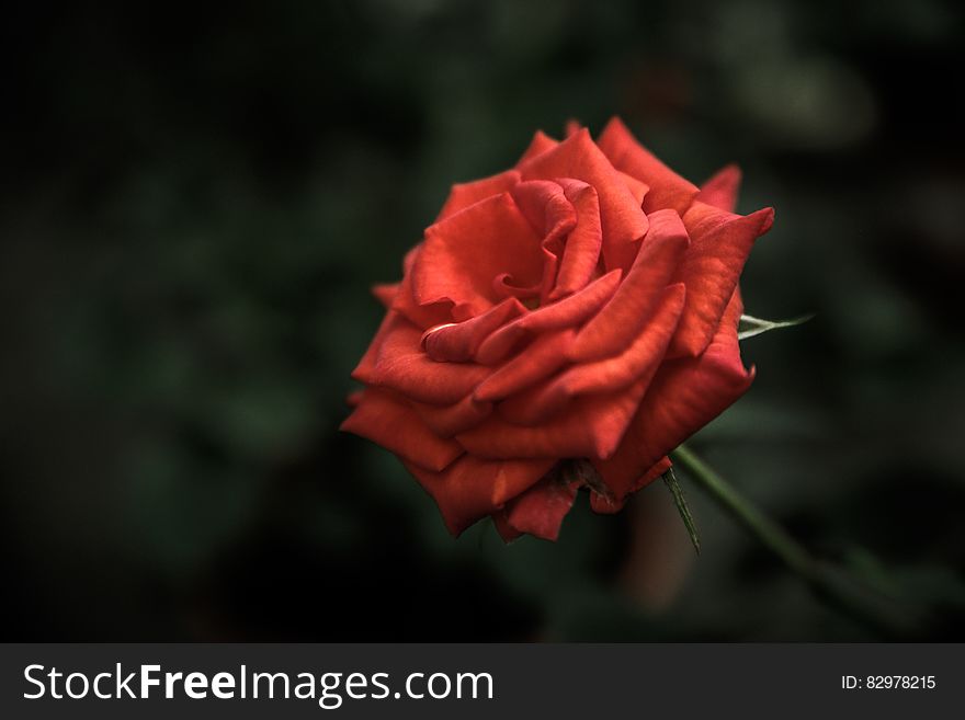 Close up of red rose on stem in sunny garden. Close up of red rose on stem in sunny garden.