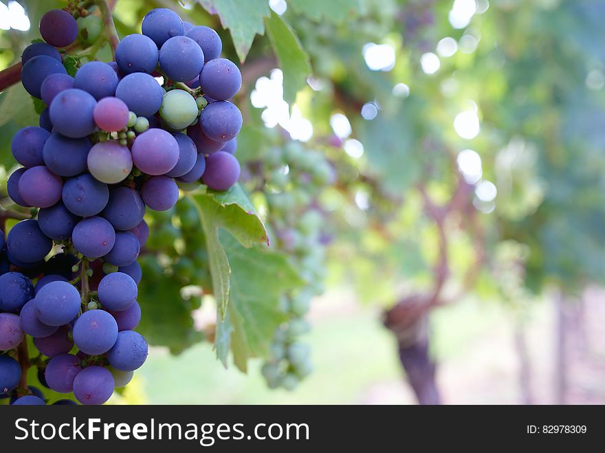 Close Up Photo of Grape Fruit