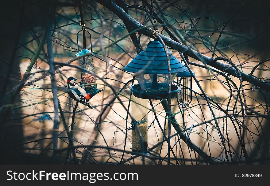 Bird And Feeder In Trees