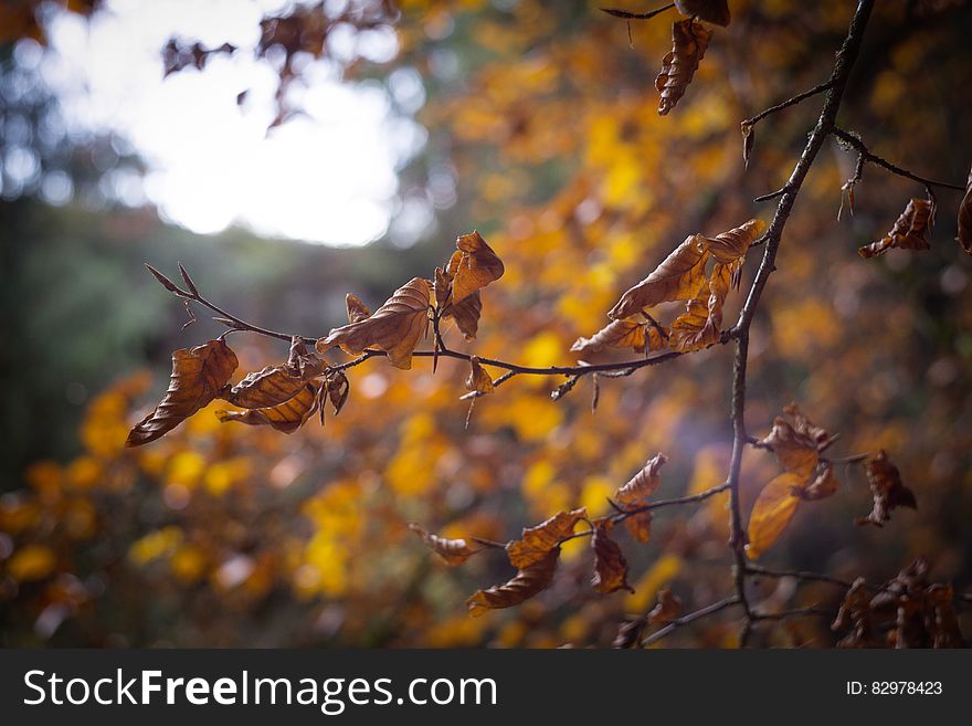 Selective Focus of Withered Leaves of Tree
