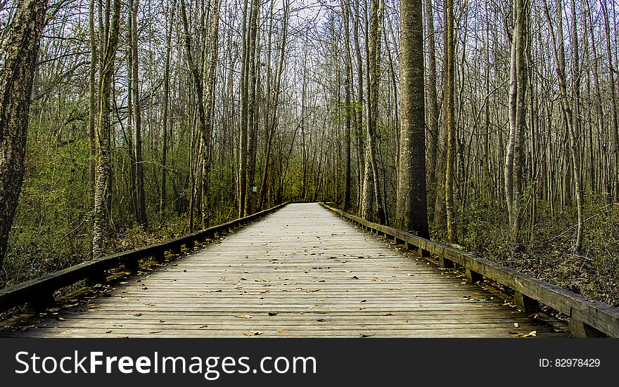 Brown Wooden Bridge Between Lifeless Tree Under Clear Blue Sky during Day Time