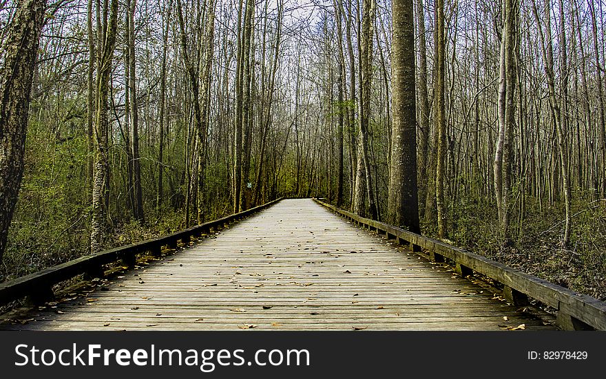 Brown Wooden Bridge Between Lifeless Tree Under Clear Blue Sky During Day Time