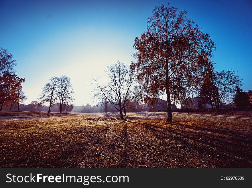 Brown Leaf Tree Under The Blue Sky