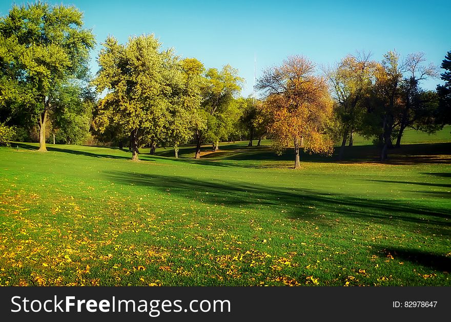 Trees lining green golf course in Omaha, Nebraska on sunny day. Trees lining green golf course in Omaha, Nebraska on sunny day.