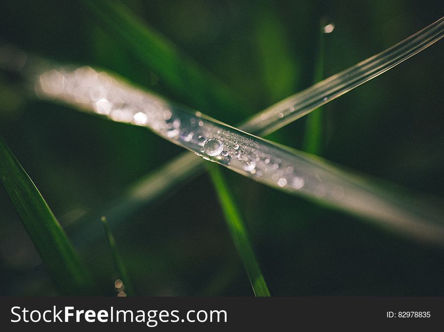 Droplets On Blade Of Grass