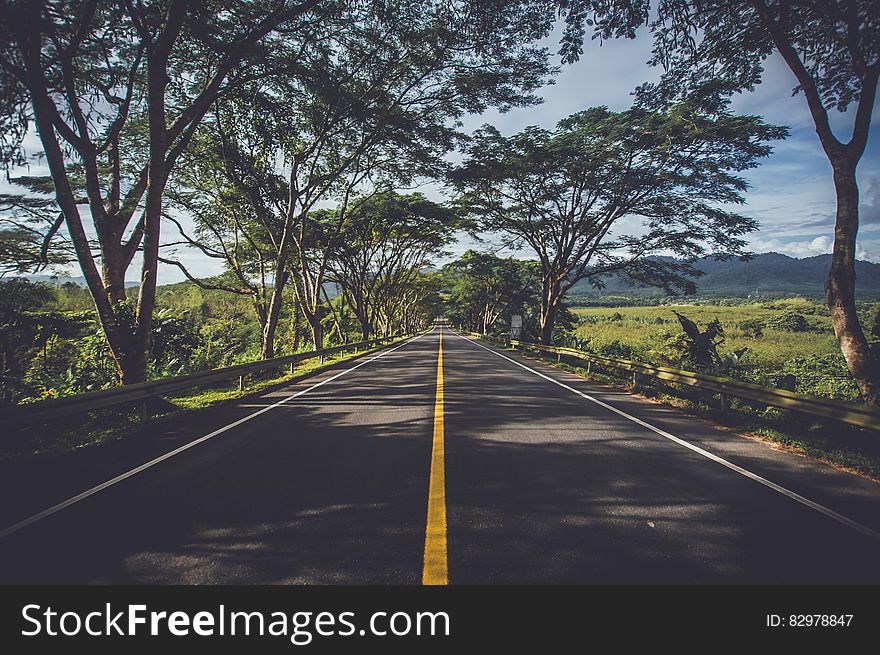 A road shaded by trees passing through a green landscape. A road shaded by trees passing through a green landscape.