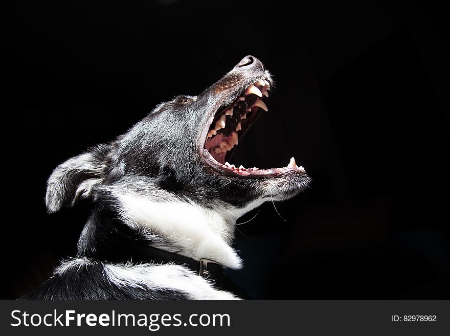 A portrait of a dog barking and showing its teeth. A portrait of a dog barking and showing its teeth.