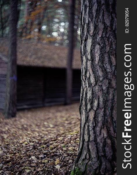 Close-up Photo Of Tree Trunk In Forest