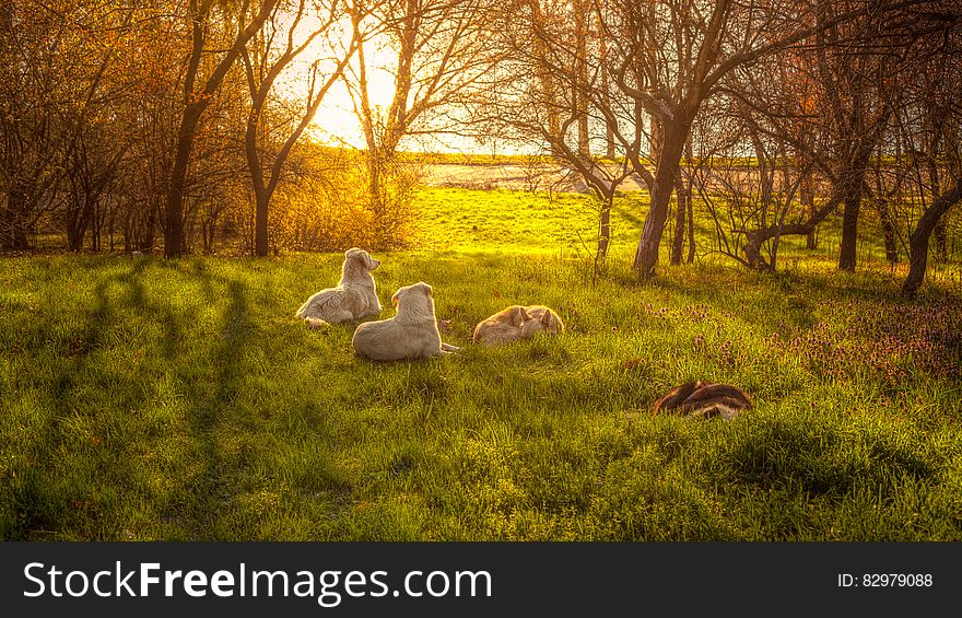 A group of dogs lying on grass on a meadow with sun rising in the horizon. A group of dogs lying on grass on a meadow with sun rising in the horizon.