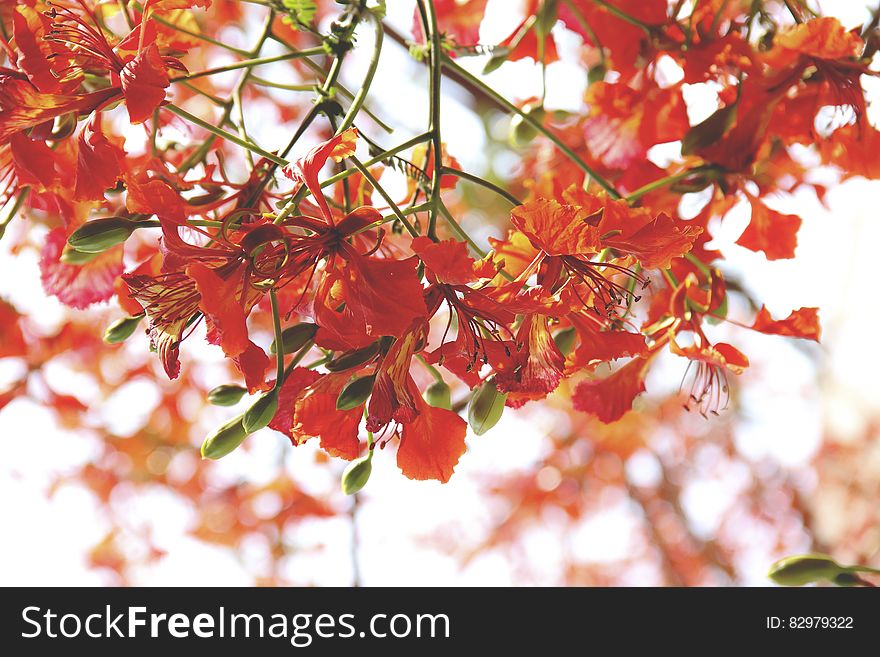A blooming tree with red flowers.