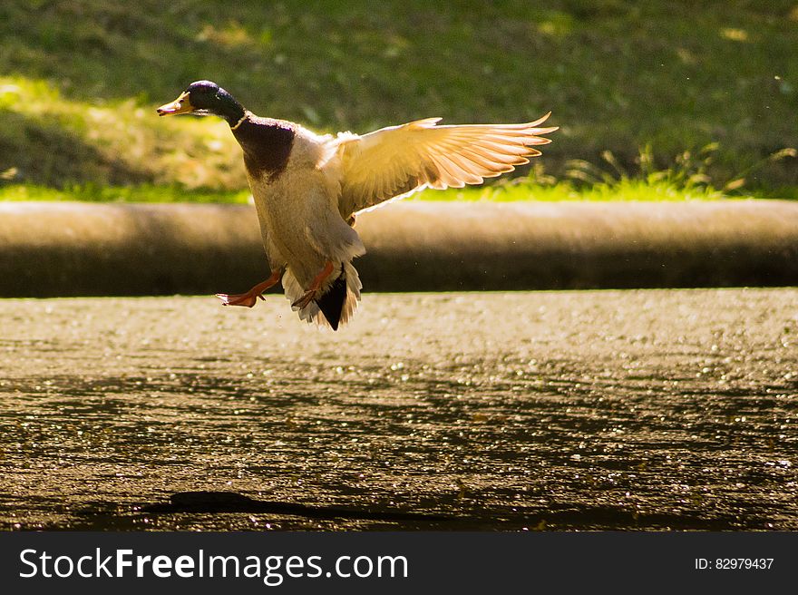 Male mallard duck in flight over sunlit waters.