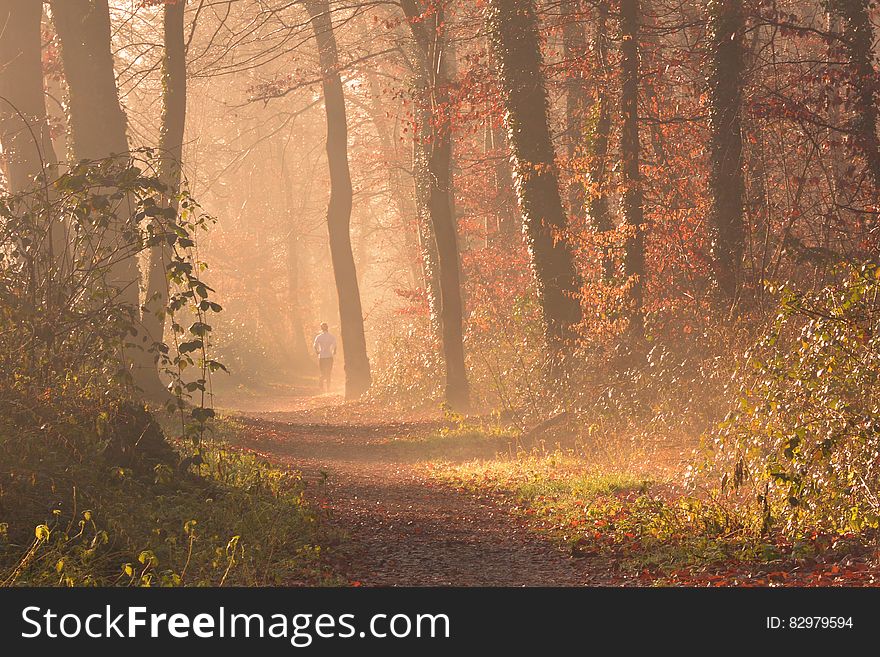 Scenic View of Forest