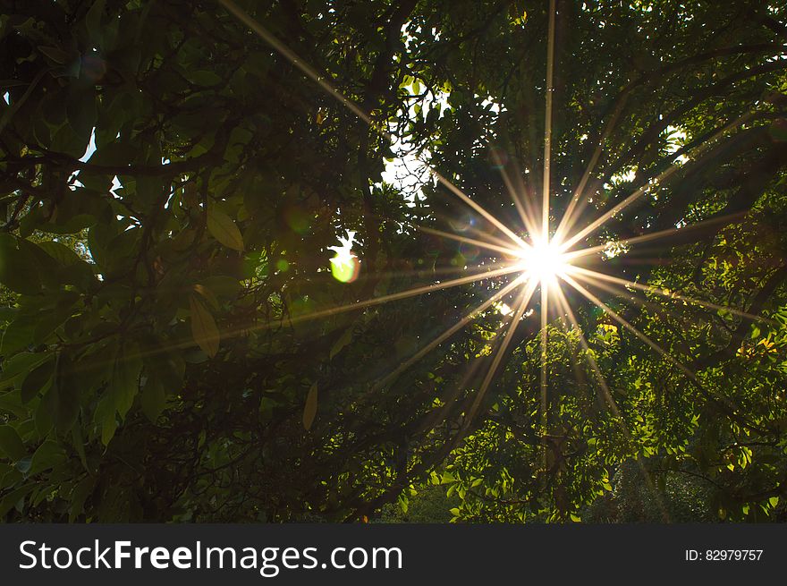 Low Angle View of Sun Shining Through Trees