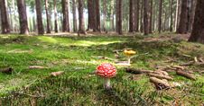 Free Red And White Mushroom Beside Yellow Mushroom Near Green Trees During Daytime Stock Photos - 82989283