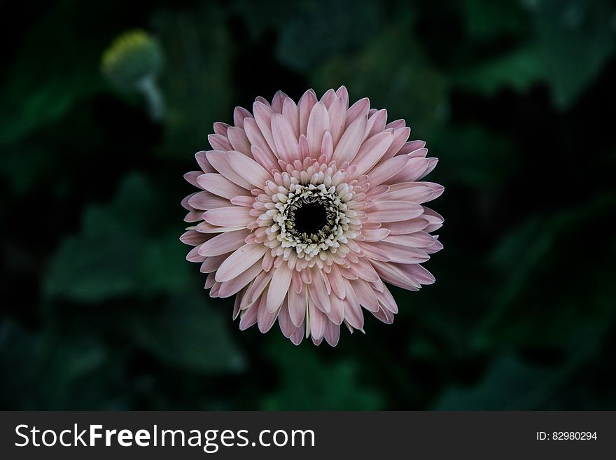 Close up of pink daisy flower in sunny garden.