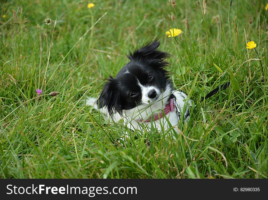 Small black and white dog in tall green grasses with wildflowers. Small black and white dog in tall green grasses with wildflowers.