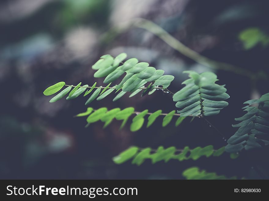 Green Ferns In Forest