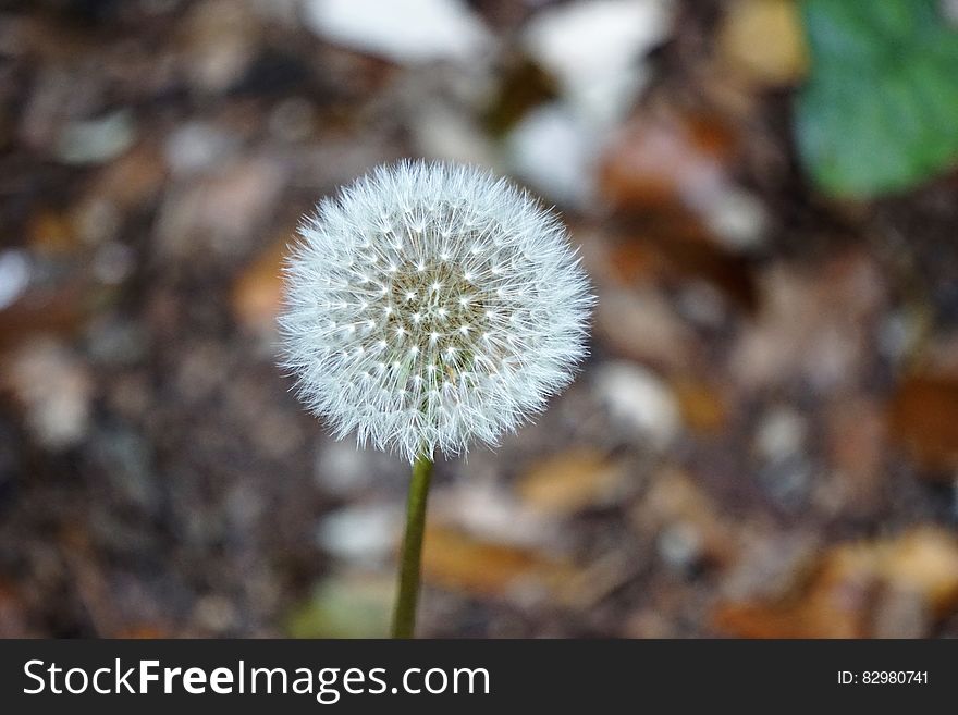 Dandelion Flower Seed Head