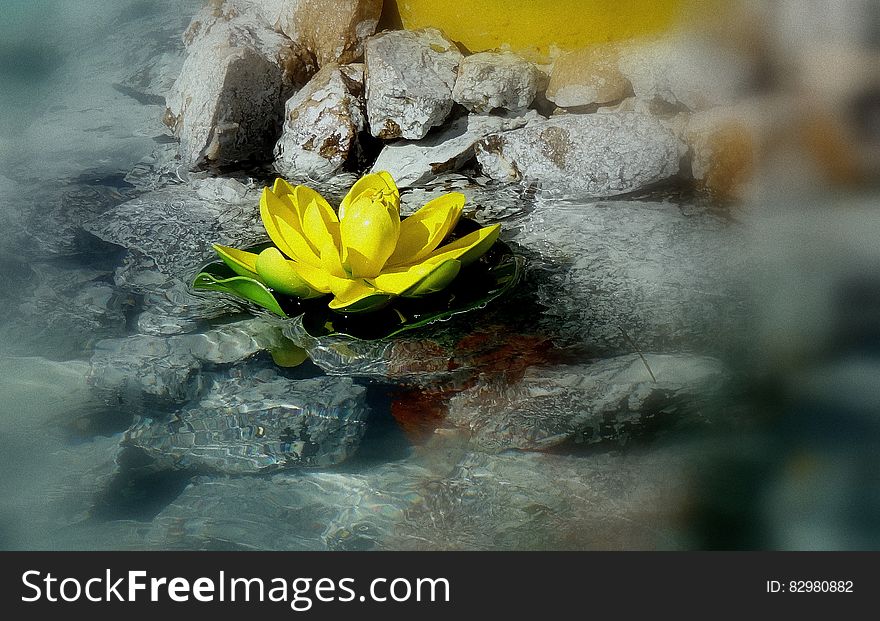 Close-up of Yellow Lotus in Water