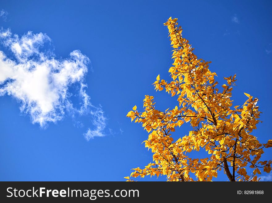 Yellow leafy autumn tree with blue sky and cloudscape formation. Yellow leafy autumn tree with blue sky and cloudscape formation.
