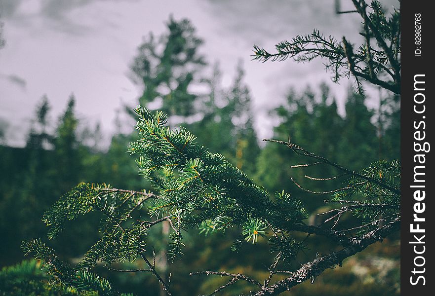 A close up of fir tree branches in an evergreen forest.