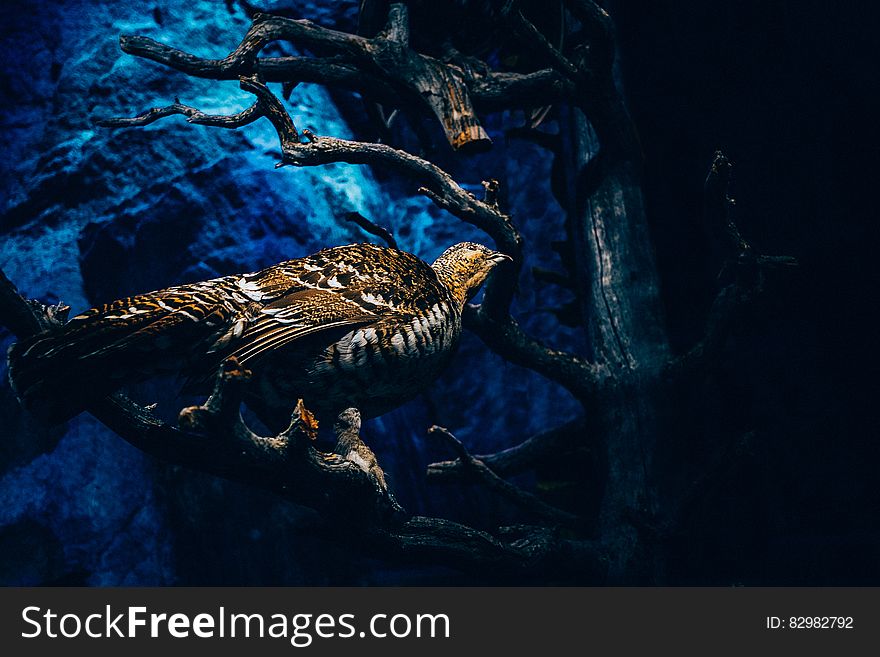 Bird sitting in tree branch against dark blue skies. Bird sitting in tree branch against dark blue skies.