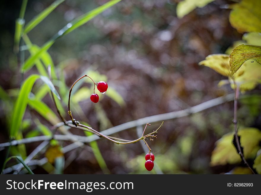Cherry With No Leaves and Branch