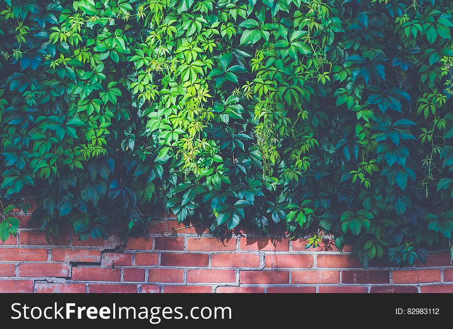 Green Outdoor Plants on Brown Brick Wall