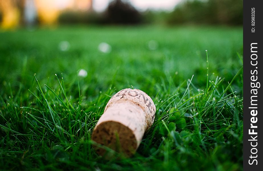 Cork from Champagne bottle with selective focus lying in uncut grass (lawn), mainly green background.