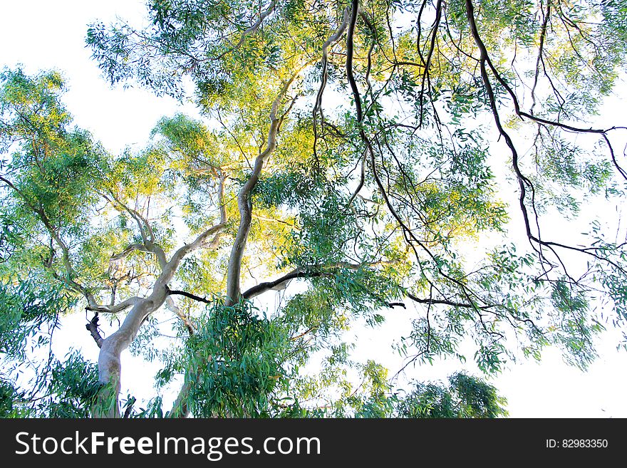 Two trees in Springtime with sunlight making some of the small green leaves look a delicate shade of yellow, white cloud background.