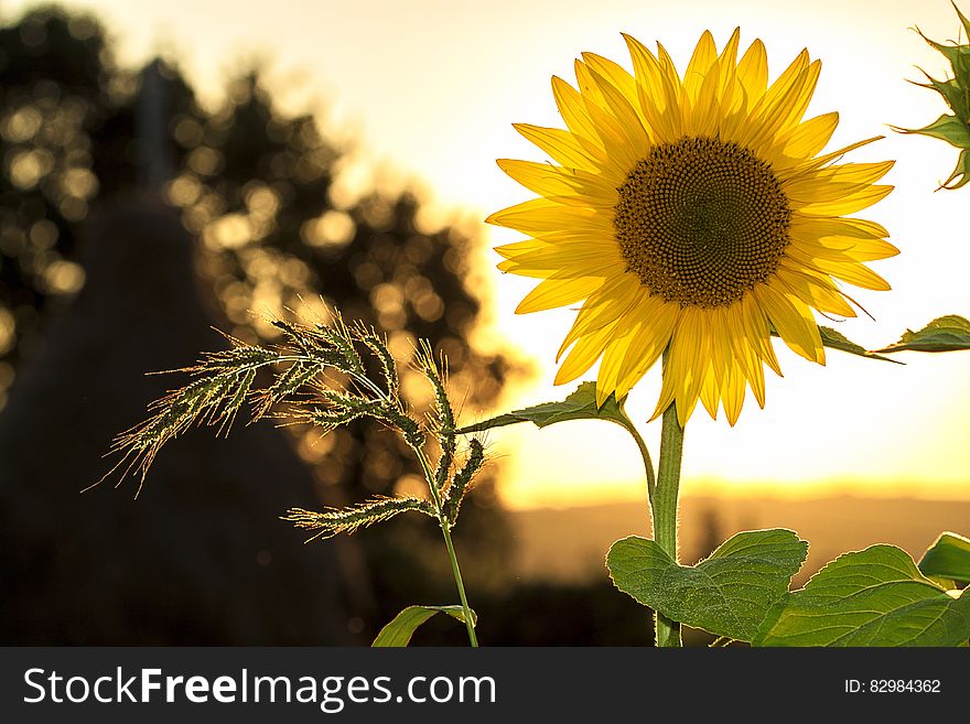 Sunflower during Sunset