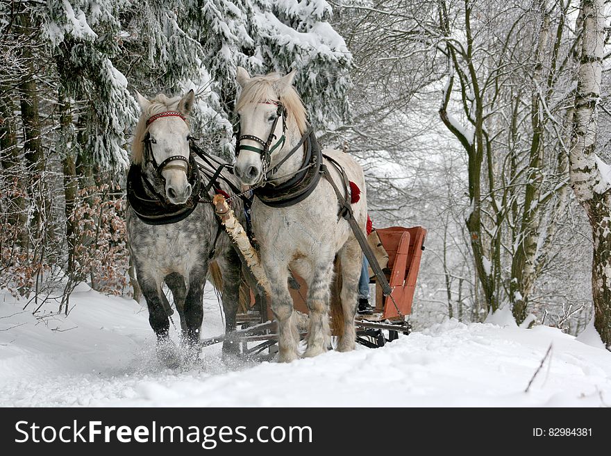 Horses pulling sleigh through snowy lane in forest. Horses pulling sleigh through snowy lane in forest.