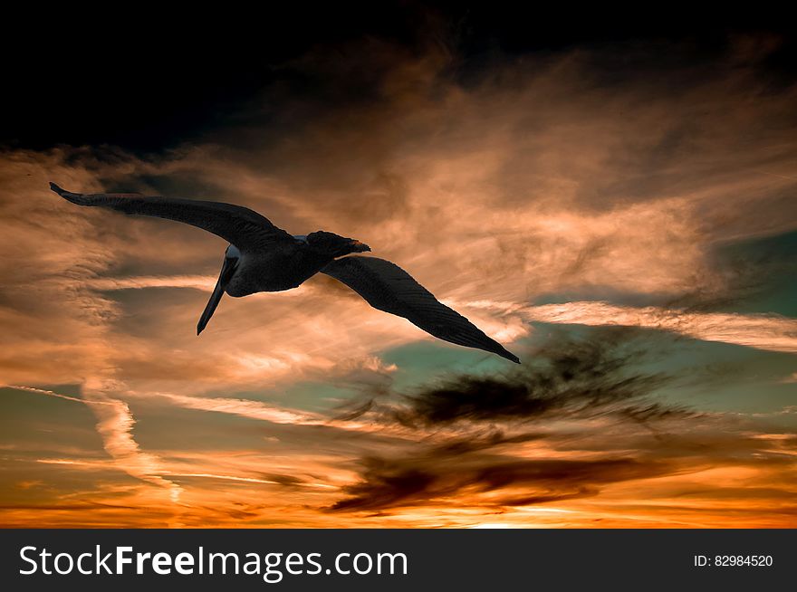 Pelican flying in skies at sunset. Pelican flying in skies at sunset.