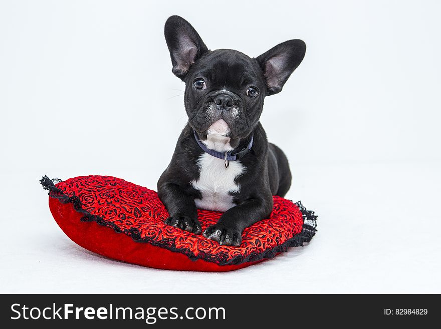 Cute black and white boston terrier on a red pillow with black fringe isolated on a white background. Cute black and white boston terrier on a red pillow with black fringe isolated on a white background.