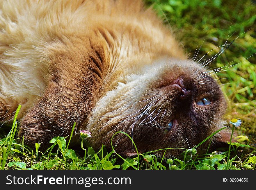 Brown kitty with blue ice relaxing face up on lush green grass. Brown kitty with blue ice relaxing face up on lush green grass.