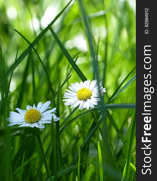 Yellow and White Flower Surrounded by Green Grass