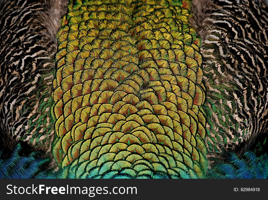 Close up of iridescent feathers on peacock. Close up of iridescent feathers on peacock.